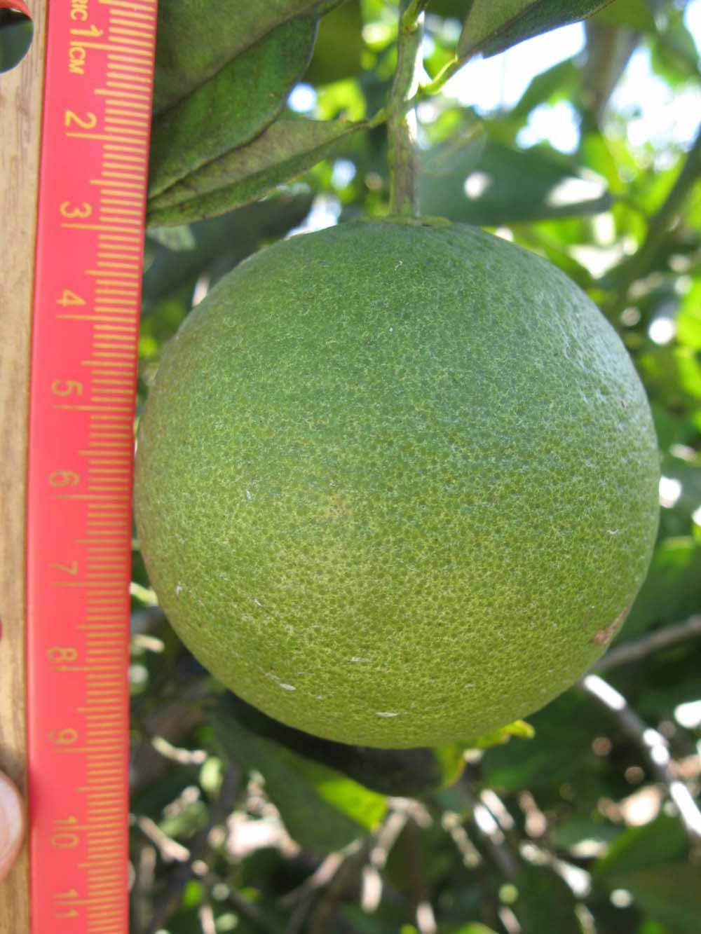            Immature fruit (Winter Haven, FL)   